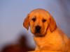 Labrador Puppy